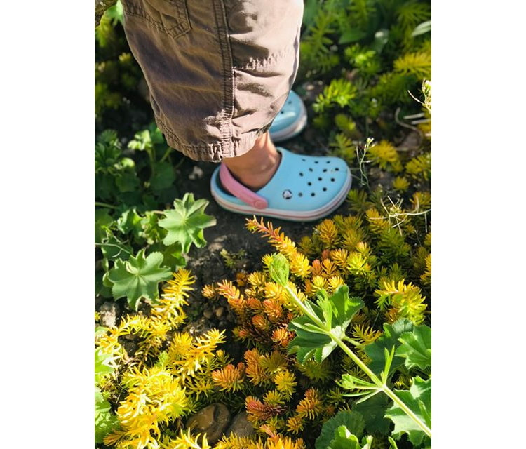 photograph of small child's feet, in a garden