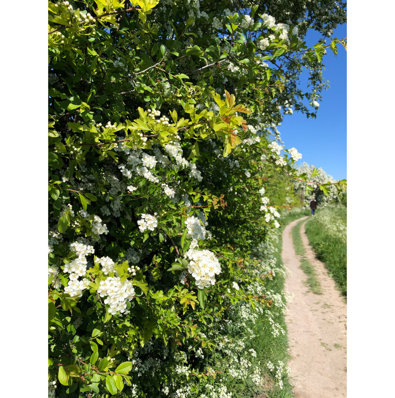 photograph of a footpath and a hawthorn hedge